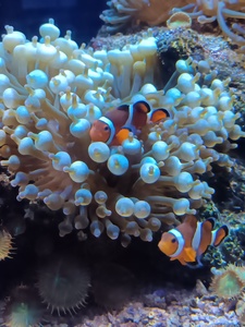 Cassandra Bénédito