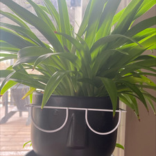 Carol Doyle-Ploughman