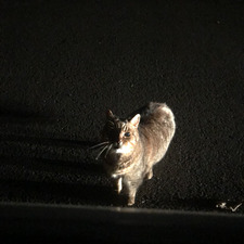 ella╰(*´︶`*)╯