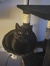 Abby