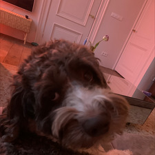 Noa