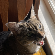 Marti