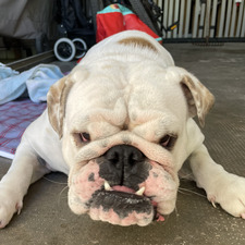 Amelia &#x131b0;&#x131aa;