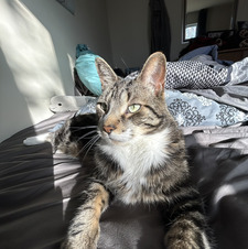Amelia
