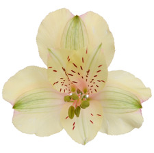 thais ⋆ ˚｡⋆୨୧˚