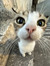 Zoe Cat...