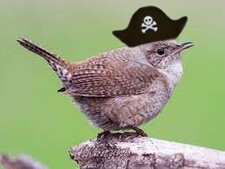 Wren