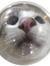 Neele