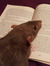 Ratstin