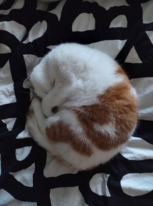 niina