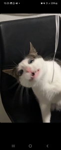 Aitoru