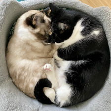 Jacqueline Stroobant