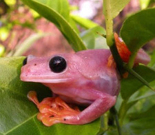 pinkfroggy
