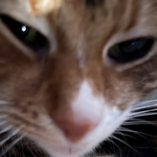 Michaela Kratochvílová