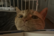 Vivian