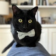 Cat :3