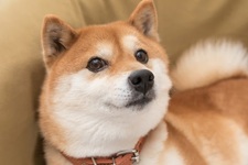 Shiba