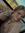 Caylee (cayyleeshae) | 2 comments