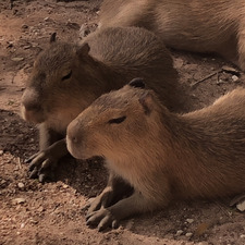 Capybara Spike