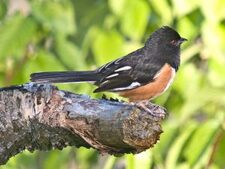 towhee