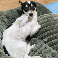 Max