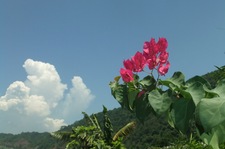 Hoanthieu1996