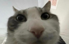 DEO3D2Y