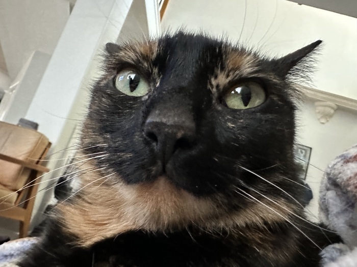 Goodreads profile picture for @goulash