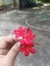 Yesha A...