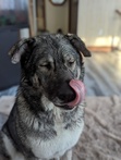 Ali