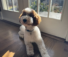 Olivia Knickerbocker 