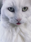 Janet