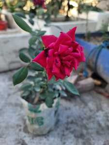 চন্ঞ্চল ফড়িং