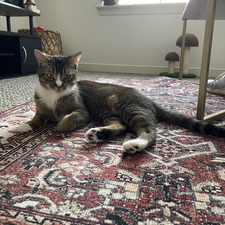 Chloe