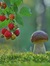 Mae Forest