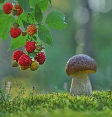 Mae Forest