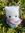 sumimi