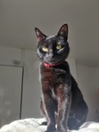 Caitlin