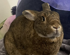 houserabbit