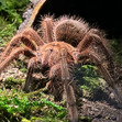 Tarantula Zo