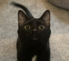 Bri