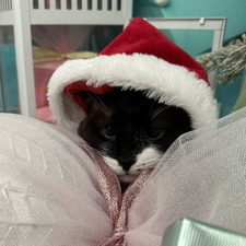 lili ✧˖° ✩°｡⋆ 