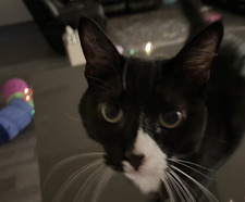Maya