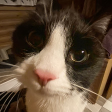 Ada