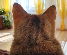 Oleksandra