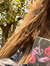 Alessia...