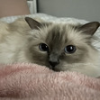 Caitlin