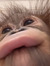 gorilla...