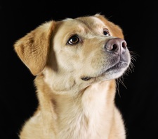 Frederic Lachance Rivard