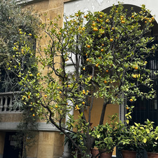 Ágato